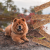 c61a102b589cba17bf7cd5b275c16447.png